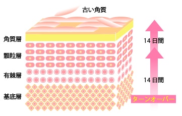 肌のターンオーバーの過程